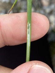 Juncus effusus