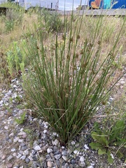 Juncus effusus