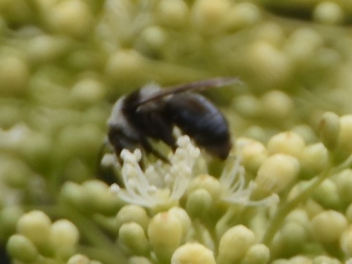 Ashy Mining Bee, Groesbeek, Nieuweweg 65, Nederland, photo 8 of 10