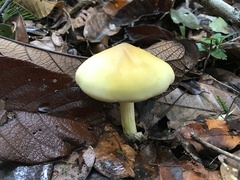 Fungi