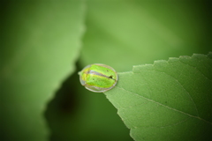 Physonota nitidicollis