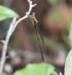 Lestes vigilax