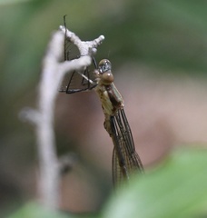 Lestes vigilax
