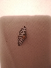 Anania hortulata