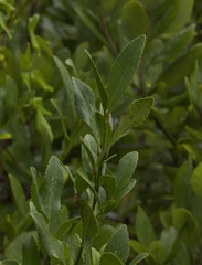 Laureliopsis philippiana