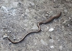 Anguis fragilis