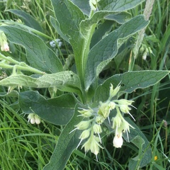Symphytum officinale