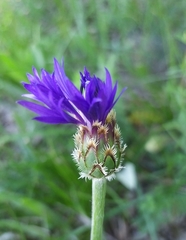 Centaurea fuscomarginata