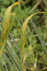 Puccinia recondita
