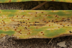 Puccinia recondita