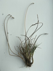Carex lachenalii
