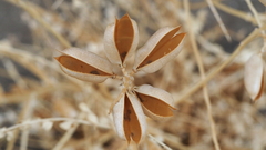 Astragalus crotalariae