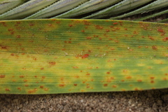 Puccinia recondita