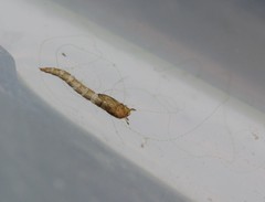 Charophyta
