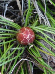 Protea restionifolia