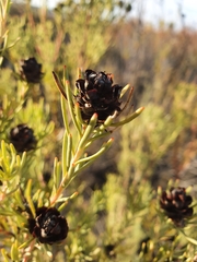 Leucadendron brunioides brunioides