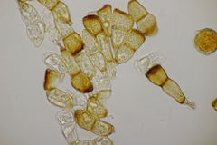 Puccinia recondita