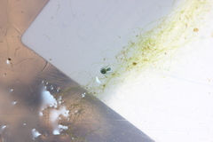 Charophyta