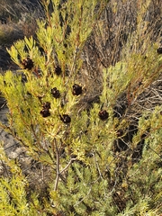 Leucadendron brunioides brunioides