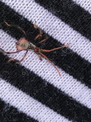 Acanthocephala thomasi