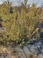 Leucadendron brunioides brunioides