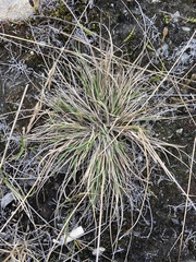 Carex lachenalii