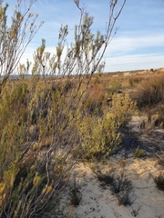 Leucadendron brunioides brunioides