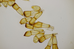 Puccinia recondita