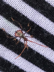 Acanthocephala thomasi