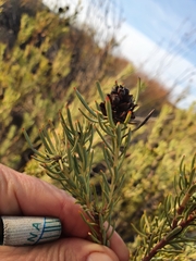 Leucadendron brunioides brunioides