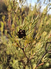 Leucadendron brunioides brunioides