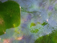 Charophyta