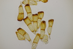 Puccinia recondita