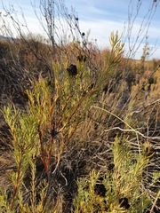 Leucadendron brunioides brunioides