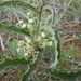 Emory's Milkweed - Photo (c) Mark Fishbein, some rights reserved (CC BY-NC), uploaded by Mark Fishbein