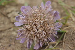 Microbotryum scabiosae