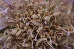 Microbotryum scabiosae