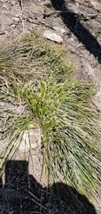 Carex geyeri