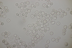 Microbotryum scabiosae