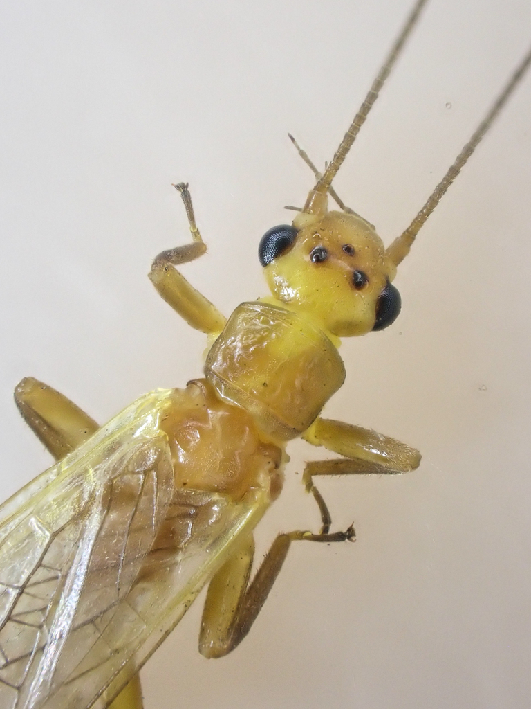 Osobenus