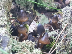 Mycena viridimarginata