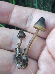 Mycena viridimarginata