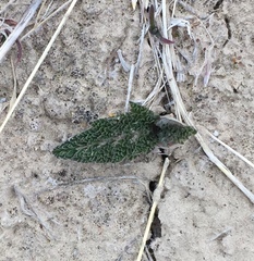 Vesper purpurascens