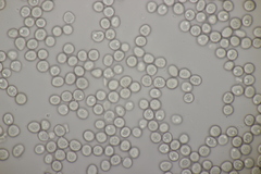 Microbotryum scabiosae