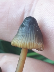 Mycena viridimarginata