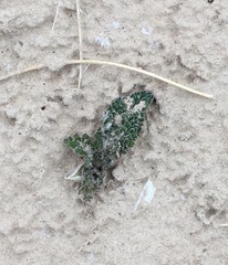 Vesper purpurascens