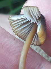 Mycena viridimarginata