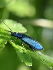 Ischnomera cyanea