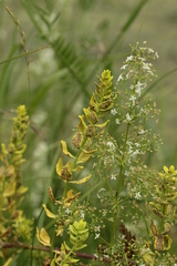 Tuberculina persicina
