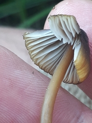 Mycena viridimarginata